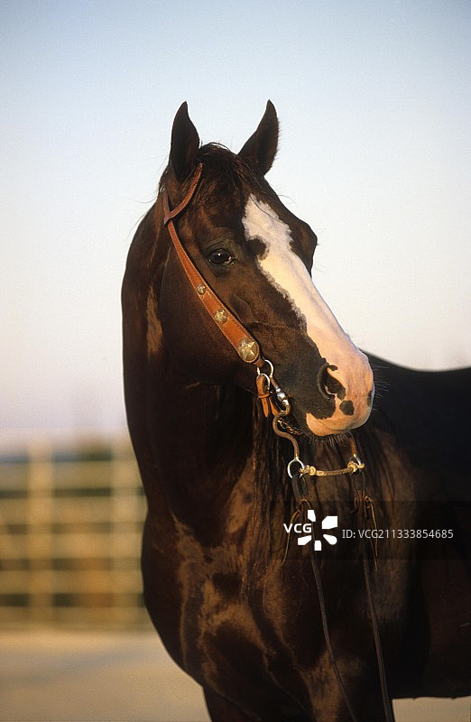 戴着网的栗色四分之一马种马的肖像图片素材