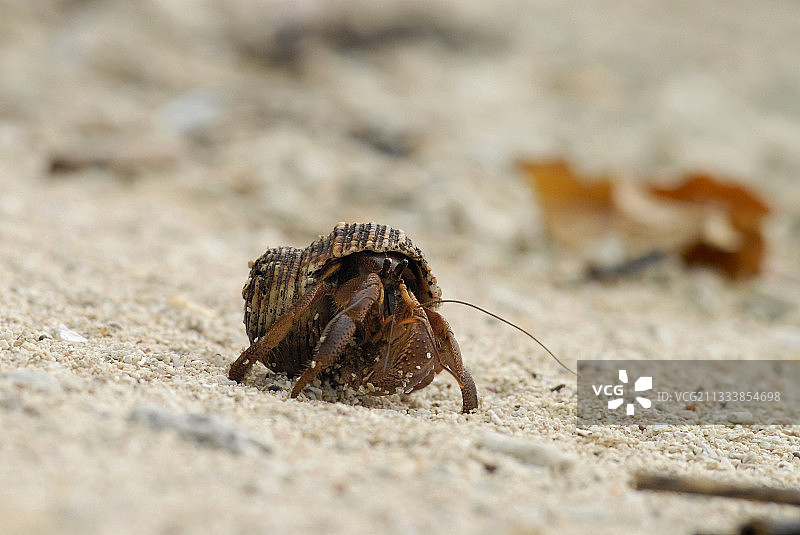 印度尼西亚苏门答腊海滩上的寄居蟹图片素材