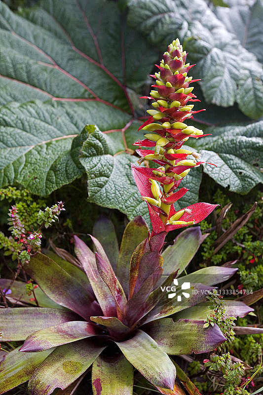 哥斯达黎加凤梨科植物的开花图片素材
