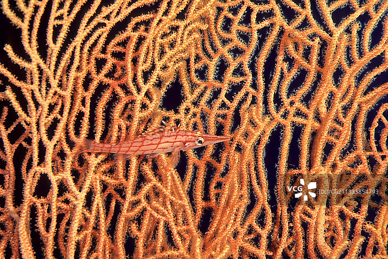 红海长鼻鹰鱼图片素材