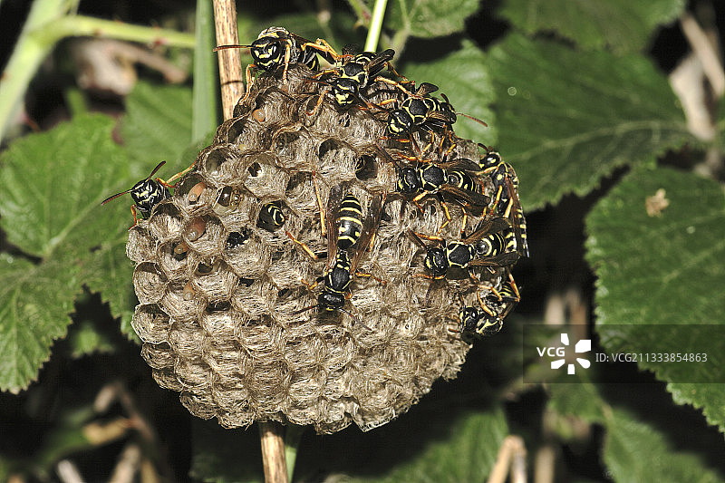 黄胡蜂在法国建造蜂巢图片素材