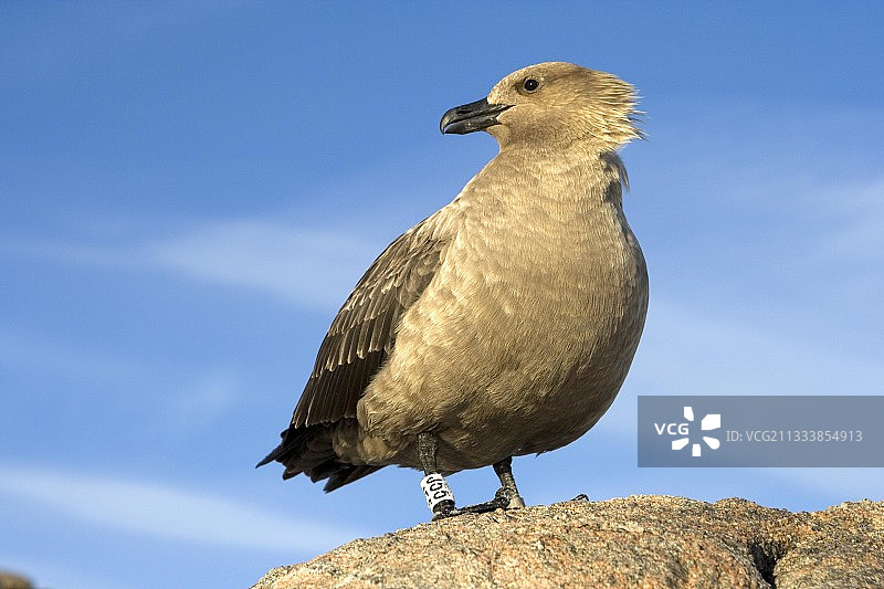 阿黛利地南部极地贼鸥观察领地图片素材