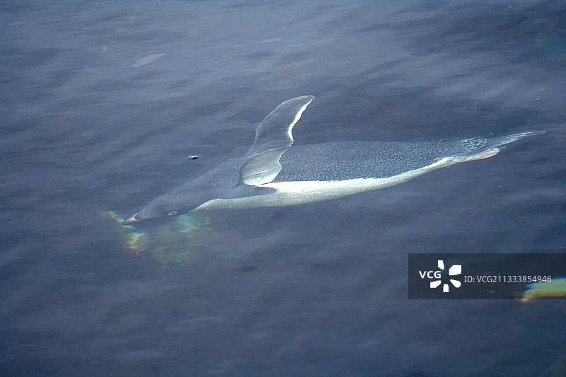 阿德利企鹅在阿黛利地水下游泳图片素材