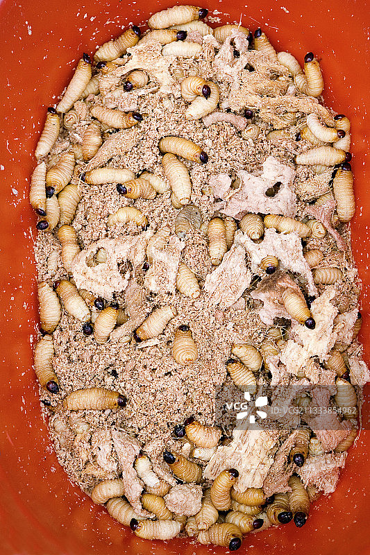 古晋婆罗洲市场上出售的鞘翅目幼虫图片素材