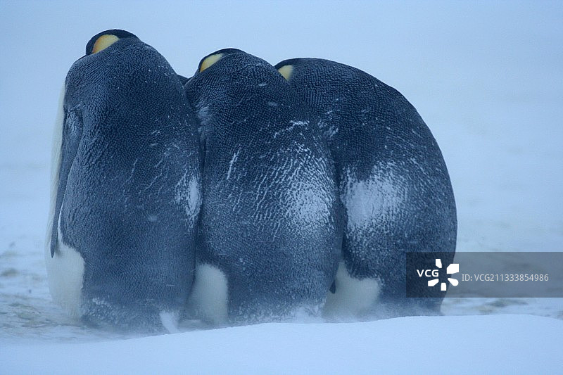 阿德利地区的帝企鹅群图片素材