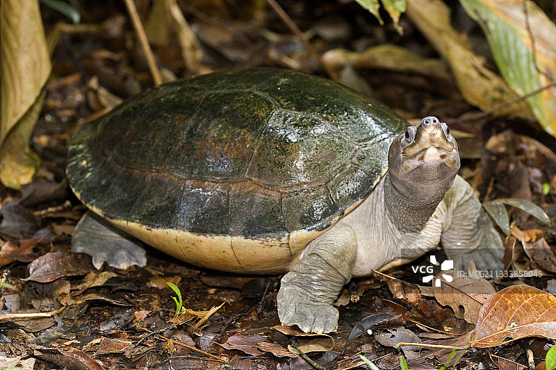 砂拉越婆罗洲灌木丛中行走的河龟图片素材