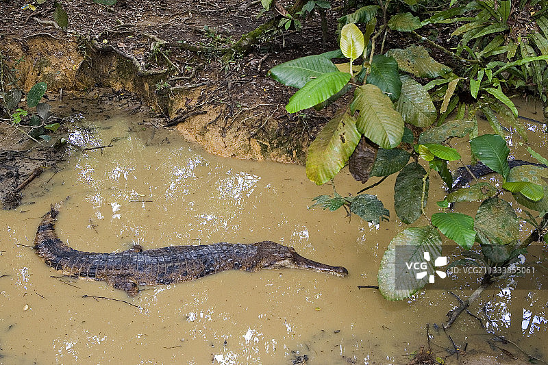 沙巴婆罗洲泥水中的假鳄鱼图片素材