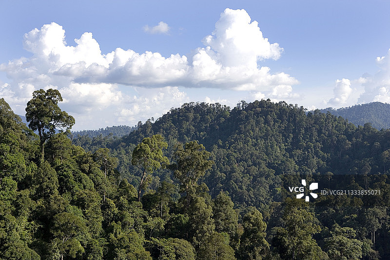 沙巴婆罗洲重新造林的次生林图片素材