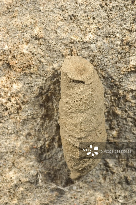 法国的蜘蛛黄蜂巢穴中的茧图片素材
