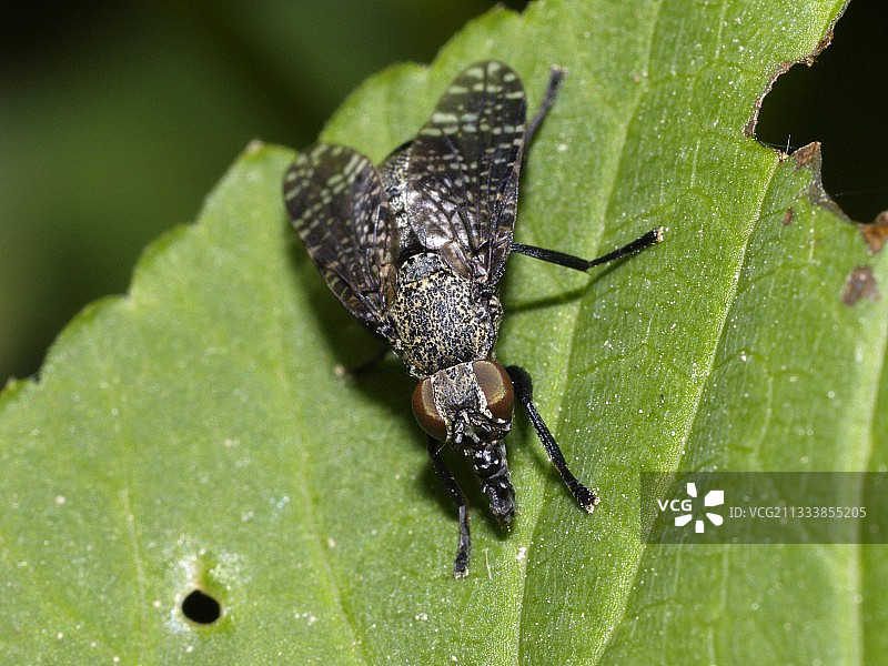 停留在法国床单上的黑色双翅目昆虫图片素材