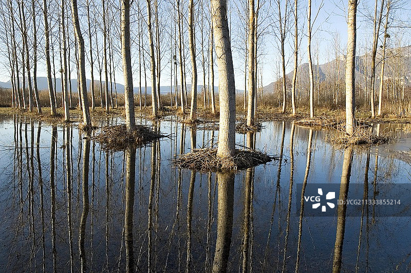 拉沃尔湿地水中树木的倒影图片素材
