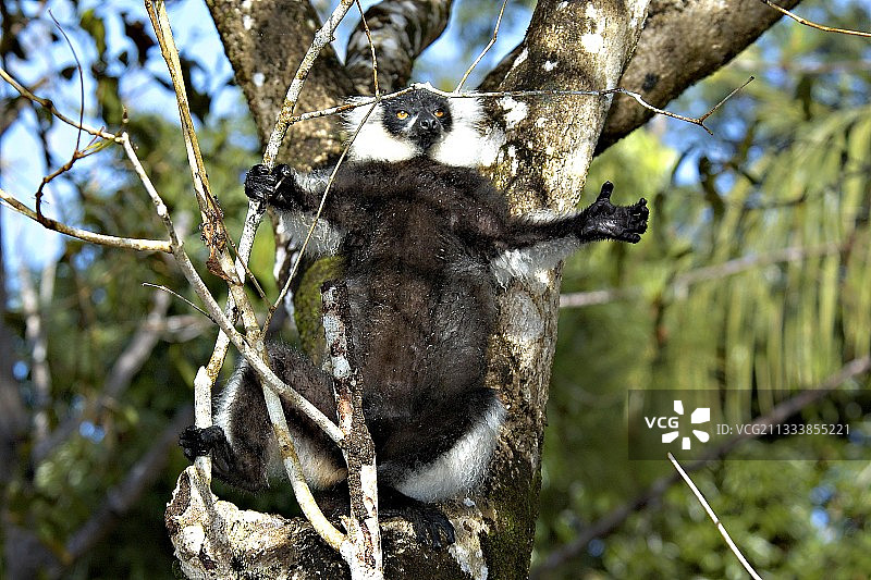 马达加斯加的冕狐猴雨后日光浴图片素材