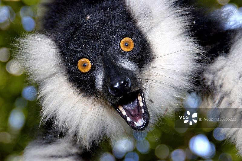 皱着眉头的年轻褶皱狐猴在马达加斯加玩耍图片素材