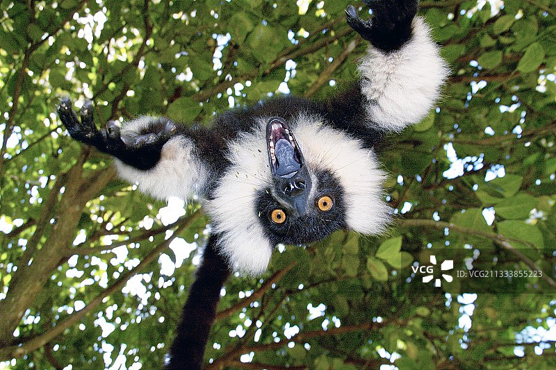 皱着眉头的年轻褶皱狐猴在马达加斯加玩耍图片素材