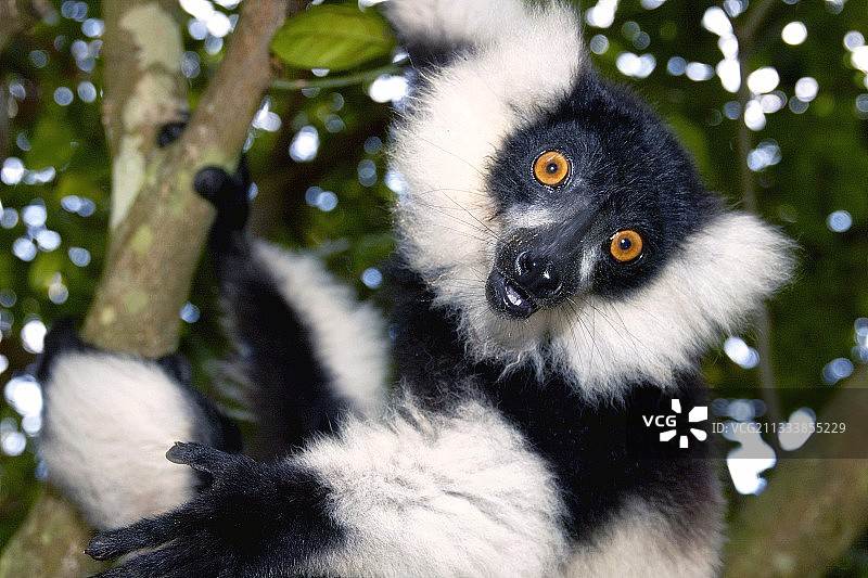 年轻褶领狐猴在树枝上肖像图片素材