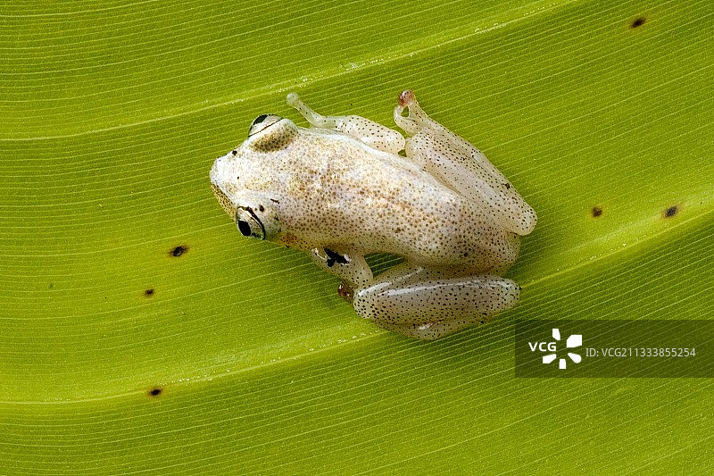 马达加斯加树叶上的小白蛙图片素材