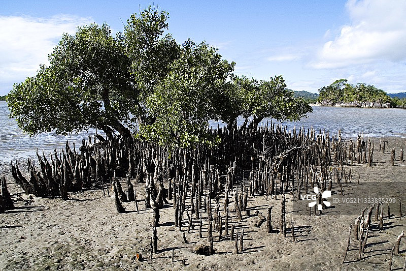 马达加斯加印度洋沿岸的红树林图片素材