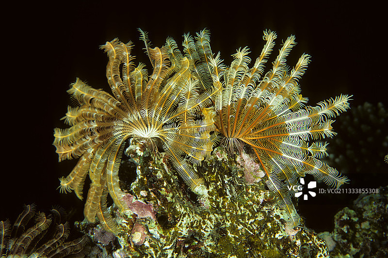海百合（红海，埃及）图片素材