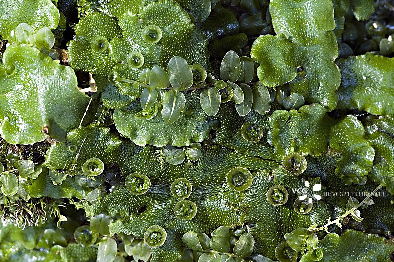 法国上萨瓦省湿地的常见苔类植物图片素材