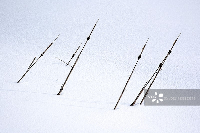 法国雪地里的香蒲图片素材