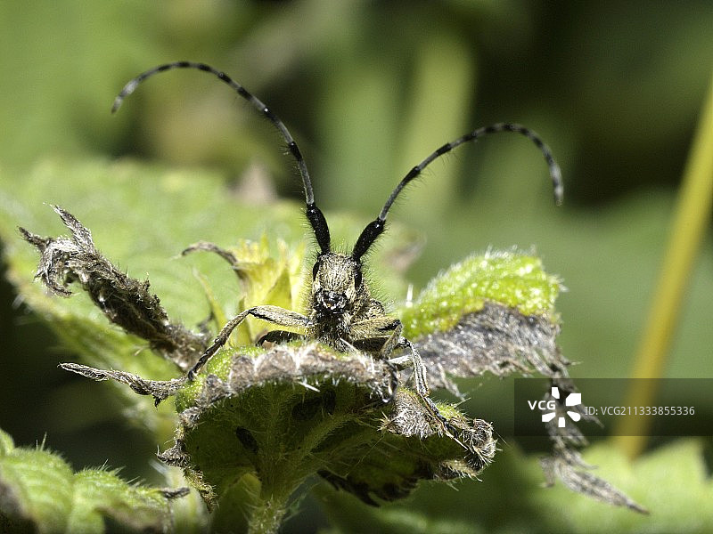 法国床单上的长角牛肖像图片素材