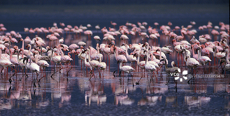 肯尼亚博戈里亚湖国家公园的小红鹳群图片素材