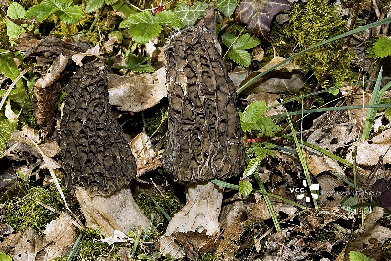 法国春季森林里的蘑菇图片素材