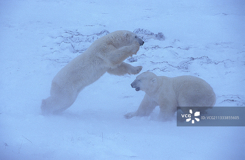 北极熊在加拿大丘吉尔苔原上打斗图片素材