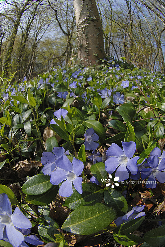 蔓长春花图片素材