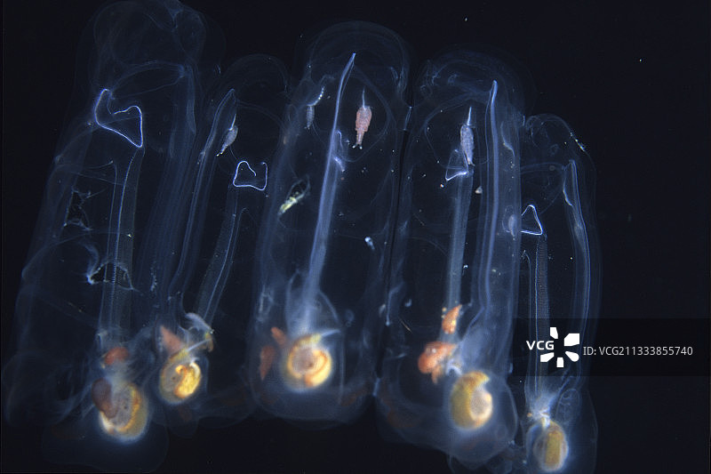 加利福尼亚太平洋樽海鞘链图片素材