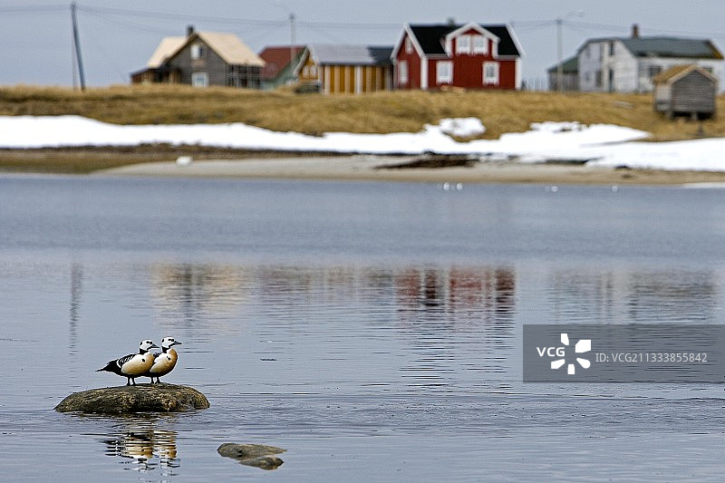 瓦朗厄尔峡湾的斯特勒绒鸭，挪威图片素材