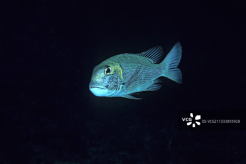 驼背大眼鲷，埃及红海图片素材