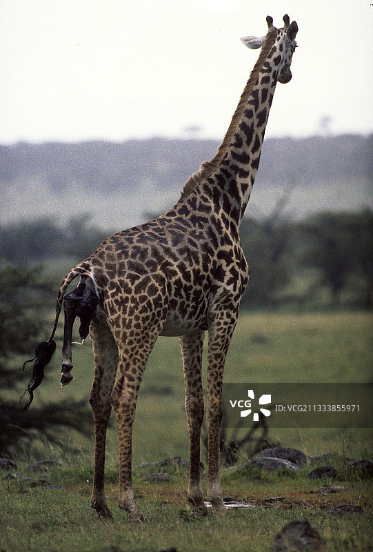 肯尼亚马赛长颈鹿的诞生图片素材