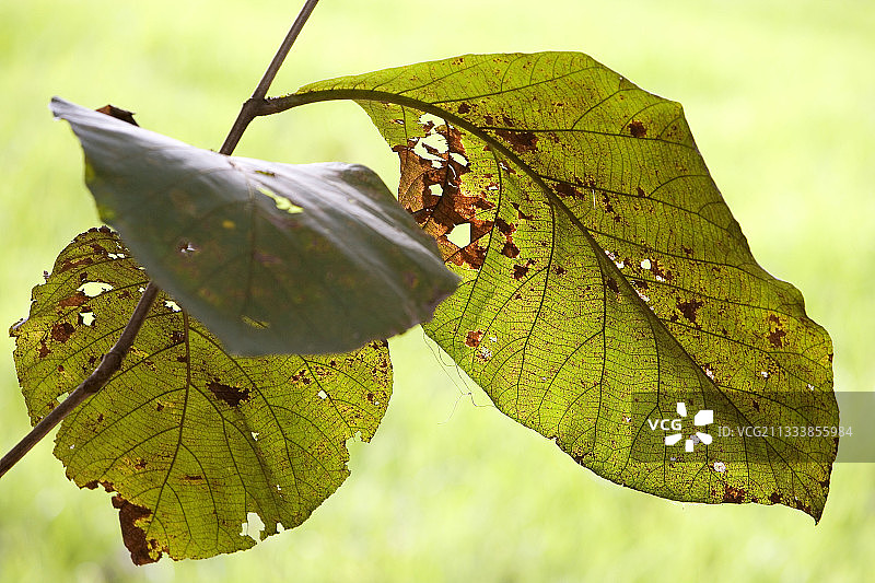 哥斯达黎加的柚木叶子图片素材