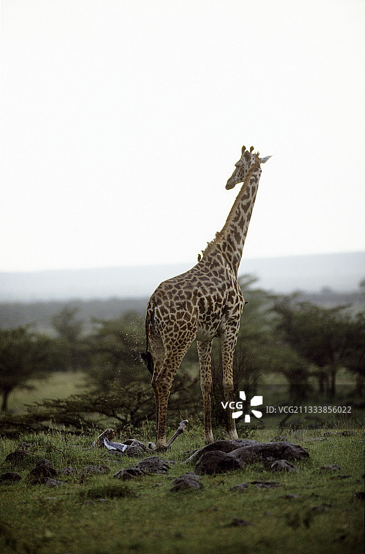 肯尼亚马赛长颈鹿的诞生图片素材
