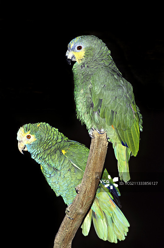 黄肩亚马逊鹦鹉图片素材