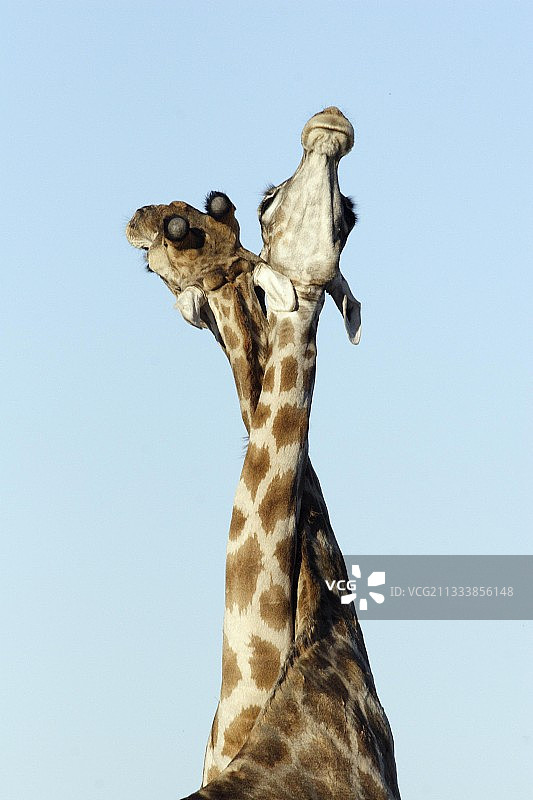 在纳米比亚埃托沙国家公园稀树草原上打斗的雄性长颈鹿图片素材