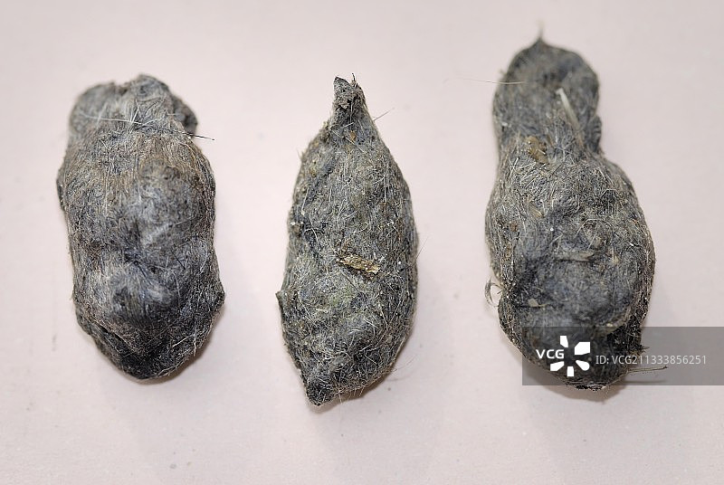 法国红隼的排斥球图片素材