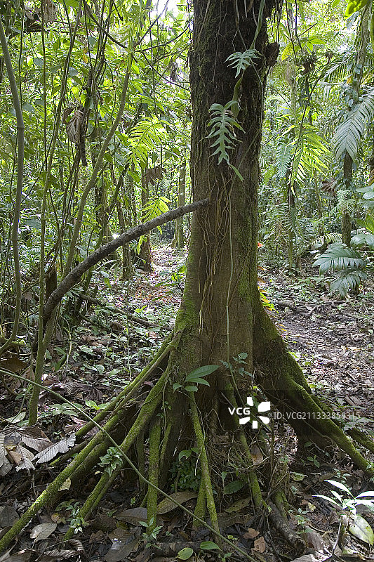评论：气生根可用作有机陷阱，捕获枯叶和其他植物部分。 它们也可用作动物的安全场所，这些动物将植物和动物材料带入内部（蜘蛛、昆虫、啮齿动物等）图片素材