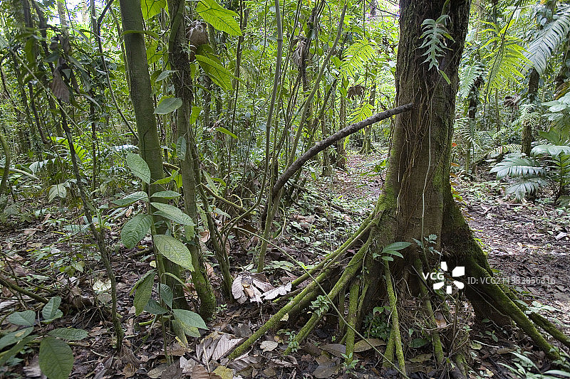 评论：气生根可用作有机陷阱，捕获枯叶和其他植物部分。 它们也可用作动物的安全场所，这些动物将植物和动物材料带入内部（蜘蛛、昆虫、啮齿动物等）图片素材