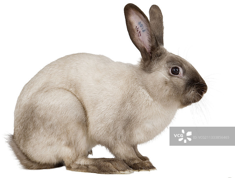 牲畜耳部纹身编号，用于动物识别和牲畜溯源图片素材