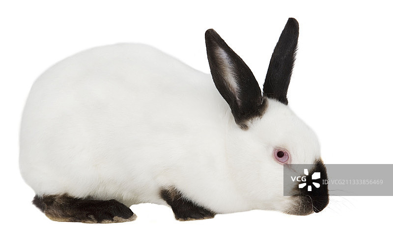 喜马拉雅兔图片素材