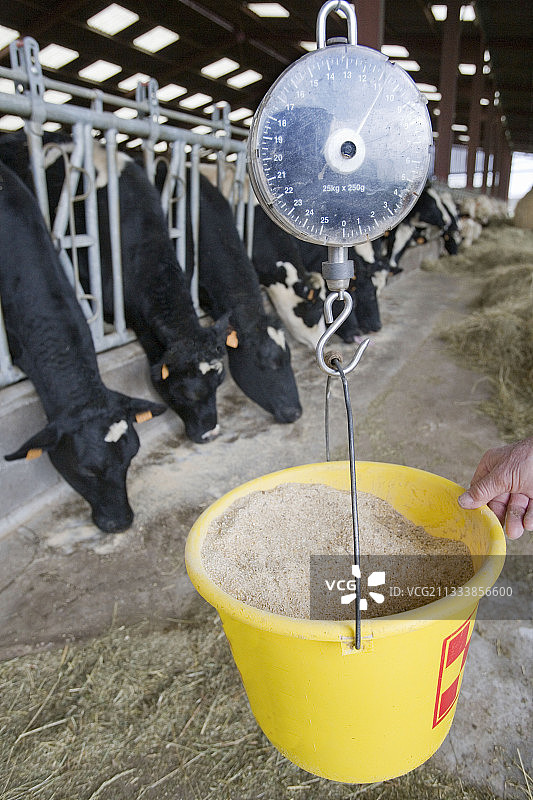 在饲喂架上吃谷物饲料（或与矿物质和维生素混合）的奶牛图片素材
