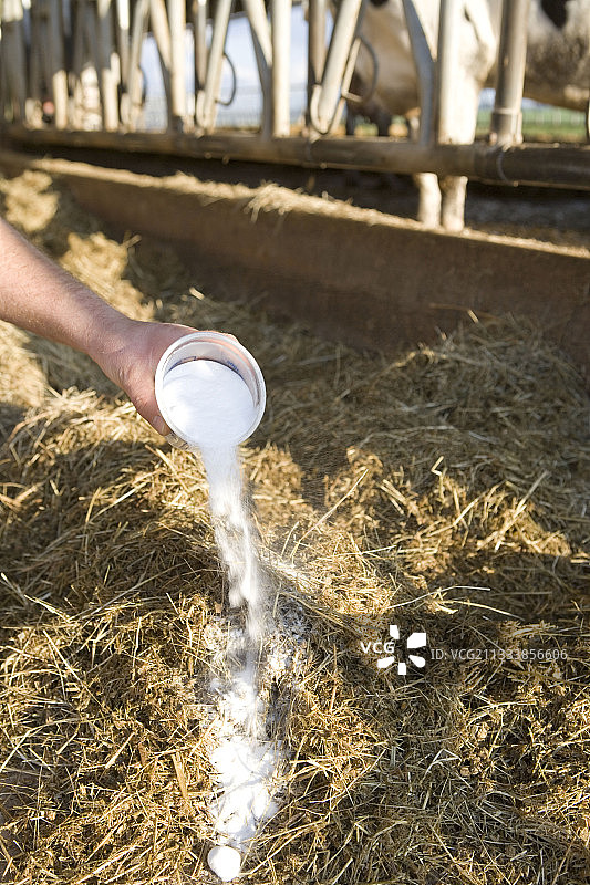 碳酸氢钠在奶牛日粮中的分配图片素材