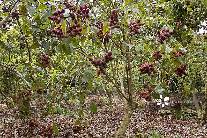 胭脂树及其果实，哥斯达黎加图片素材
