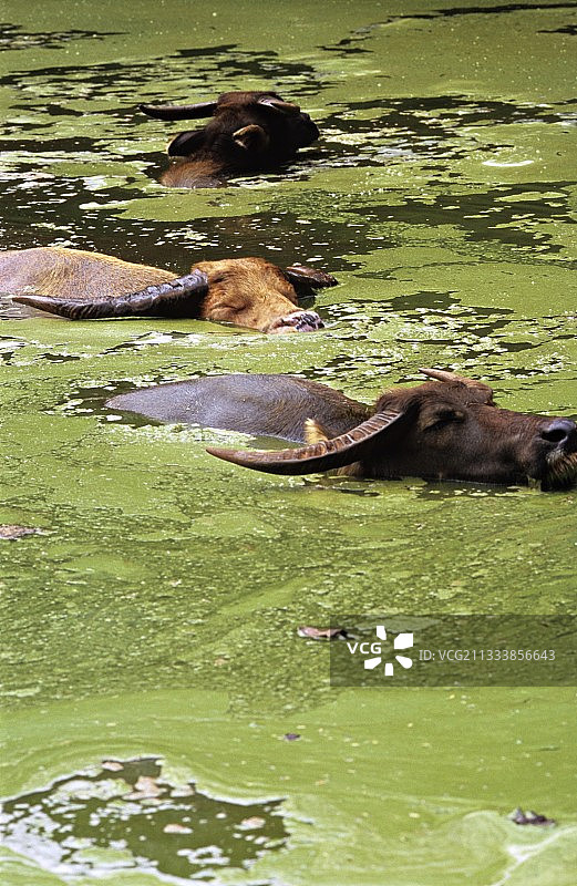 在泰国洗澡的水牛群图片素材