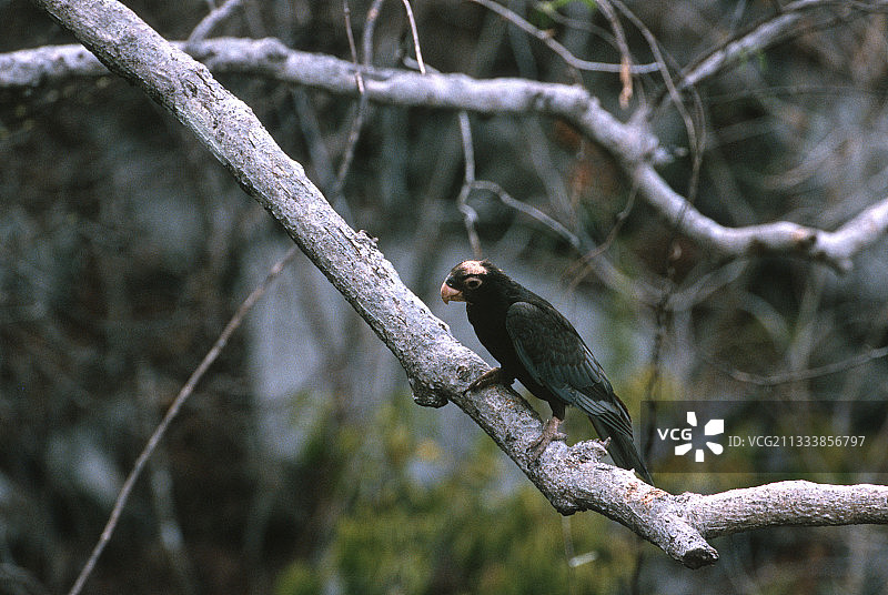 标本的裸颈注意事项图片素材