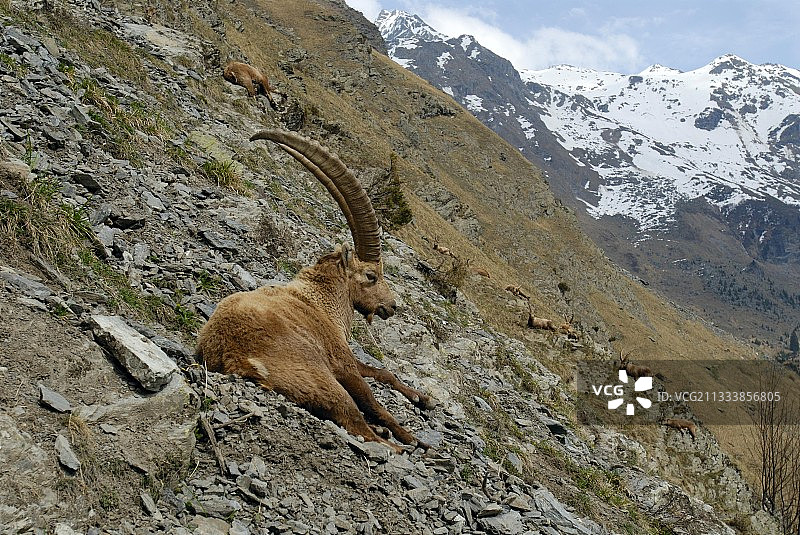 法国瓦努瓦兹山地的雄性北山羊图片素材