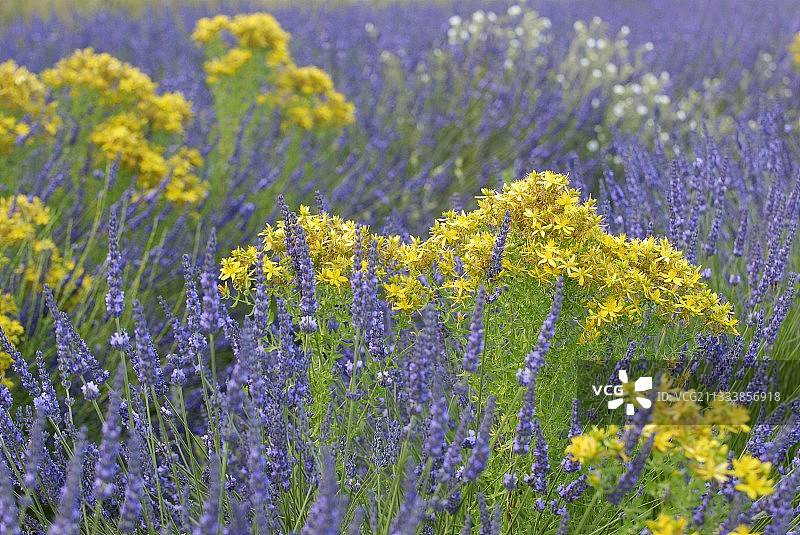 法国索尔特薰衣草田中的贯叶连翘图片素材