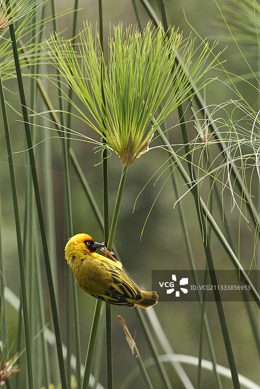 乌干达树枝上的织布鸟图片素材